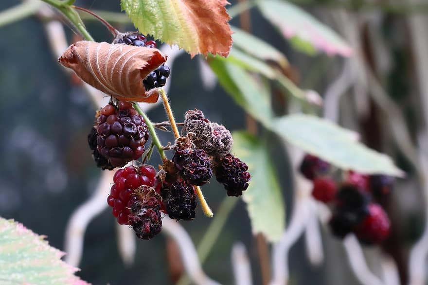 Blackberries, Wild Berries, Nature, Autumn