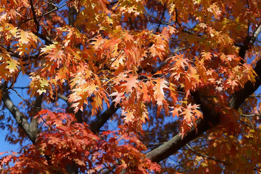 l'autunno, le foglie, il fogliame, foglie d'autunno, quercia, fogliame autunnale, stagione autunnale