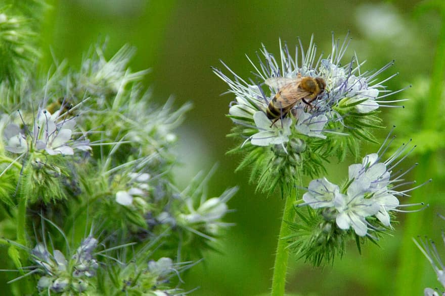 бджола, комаха, запилюють, запилення, квіти, крилате комаха, крила, природи, перетинчастокрилі, ентомологія, макрос