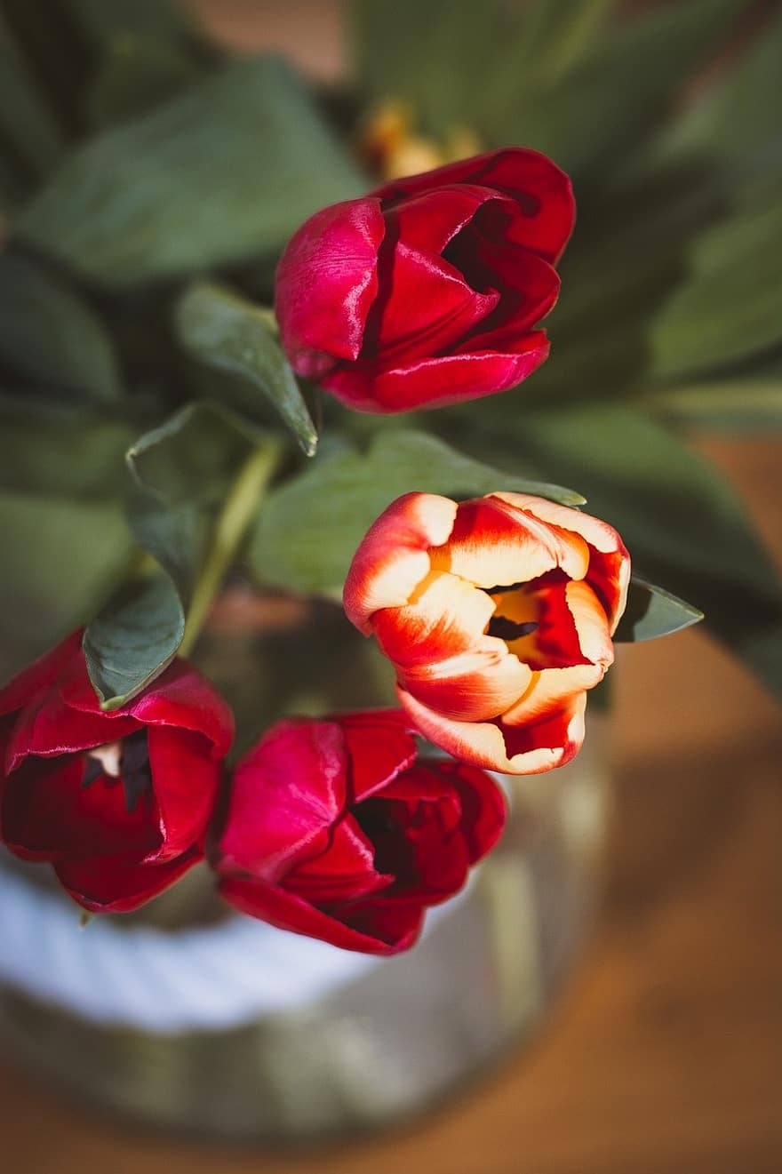 tulipaner, blomster, anlegg, vase, kutte blomster, petals, blomst, blomstrer, flora, natur, tulipan