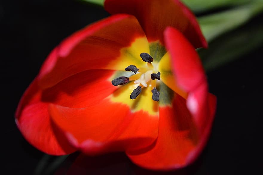 тюльпан, цветок, лепестки, красный тюльпан, красный цветок, пестики, цветение, завод, весна, макрос, крупный план