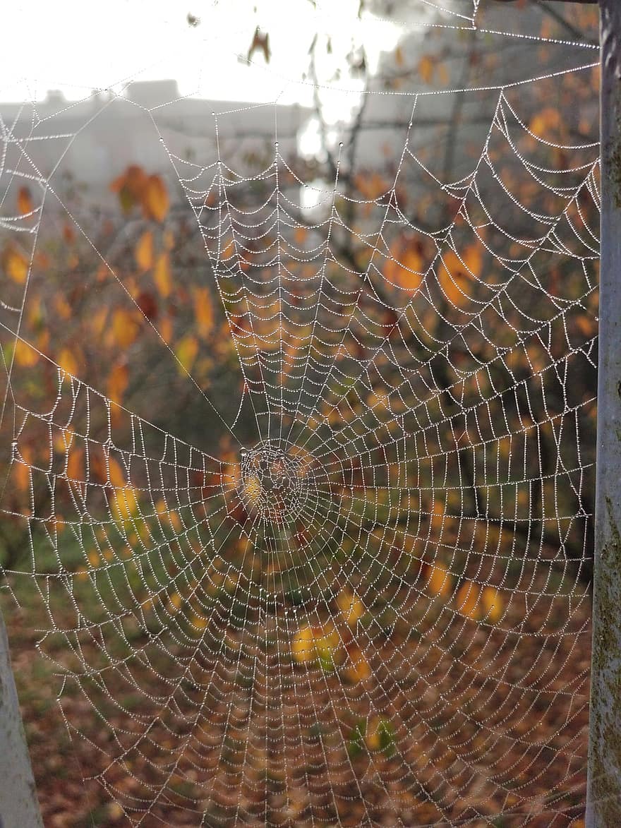 jaring laba-laba, dedaunan, alam, musim gugur, hutan, laba-laba, merapatkan, embun, penurunan, latar belakang, serangga