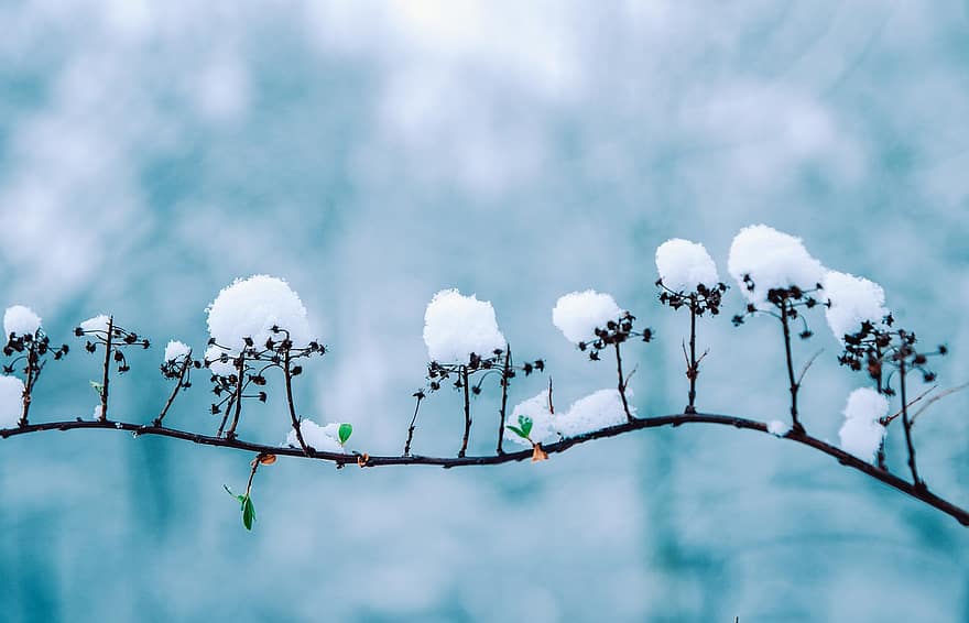 Winter, Plants, Snow, Branch, Background, Snowy, Frost, Frosty, Hoarfrost, Rime, Cold