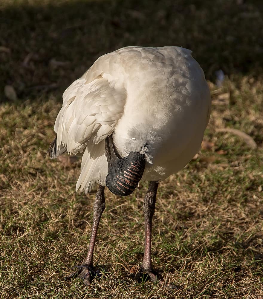australsk hvid ibis, fugl, hvid, sort, pixabay, fjer, preening, vild, Queensland