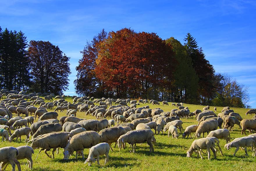 ovce, podzim, podzimní listí, listy, pastýř, stádo, swabian alb, louka, tráva