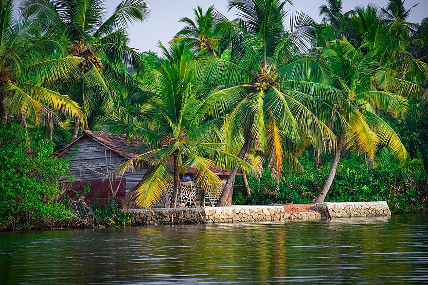 hytte, tropisk, natur, Kerala, hus, kokosnød, dødvande, landsby, vand, tropisk klima, sommer