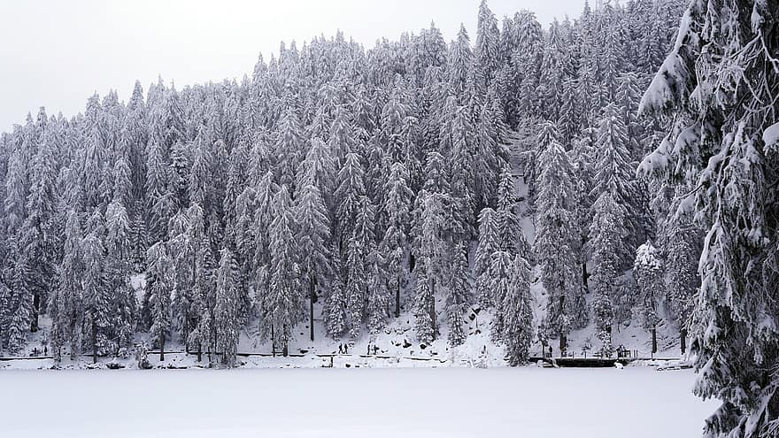 зима, сняг, неприветлив, mummelsee, Черна гора, Германия, студ, природа, дървета, януари, нова година