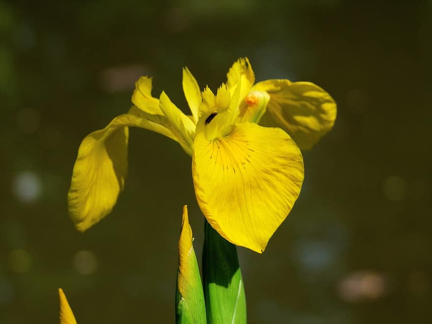 iris de pantano, amarillo, iris pseudacoro, lago