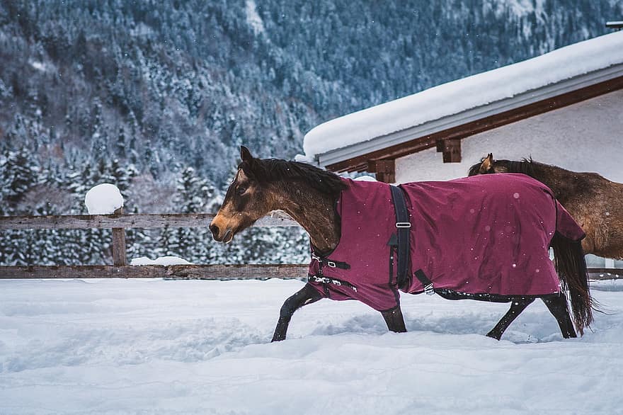 les chevaux, poneys, neige, hiver, couplage, bec, en plein air