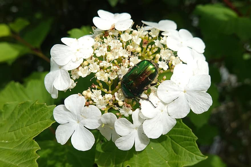 bille, blomstrer, vår, hvit, nærbilde, anlegg, blomst, sommer, grønn farge, blad, insekt