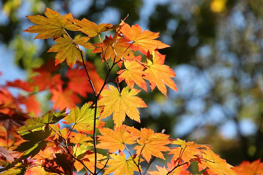 arce, hojas, otoño, hojas de arce, hojas de otoño, follaje de otoño, colores de otoño, follaje, ramas, árbol, bosque