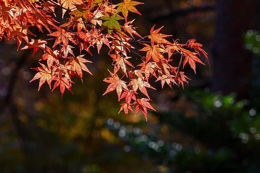 есен, листа, шума, есенни листа, есенна листа, есенния сезон, попадат зеленина, листо, дърво, гора, жълт