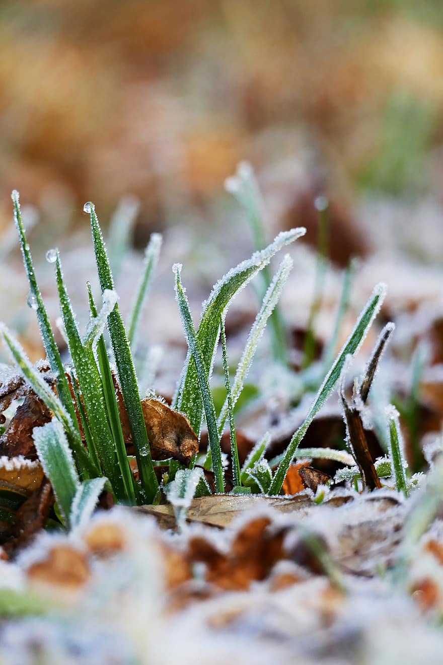 rimfrost, gress, blader, vinter, frost