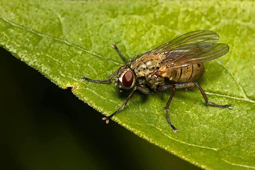 mosca, inseto, natureza, fauna, asa, pernas, Olho composto