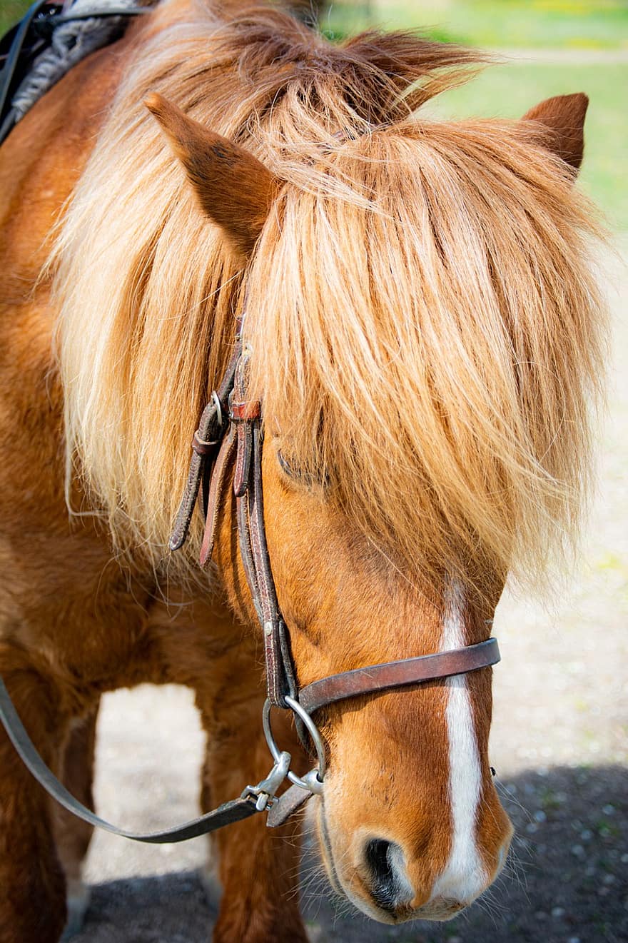 cavallo, pony, equino, equestre, criniera, animale, selvaggio, stallone, rurale, ranch, Cavallo selvaggio