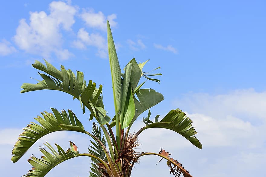 árbol, palmera, tropical, crecimiento, hojas, plátano, banano, arbusto, verde, cielo, vacaciones