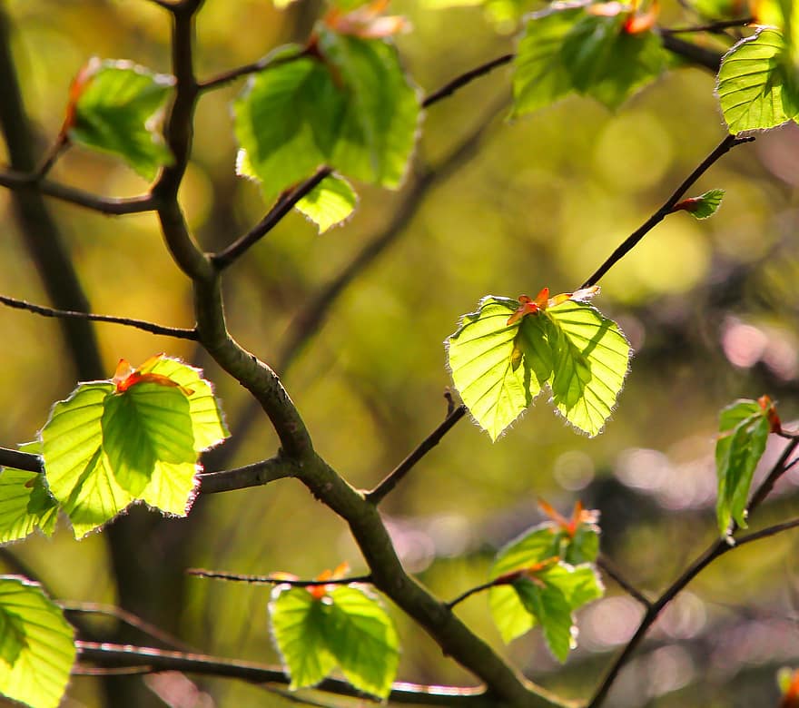 Beech Tree, Leaves, Foliage, Spring Awakening, Sunbeams, Morning Mood, Nature, Forest, leaf, tree, branch