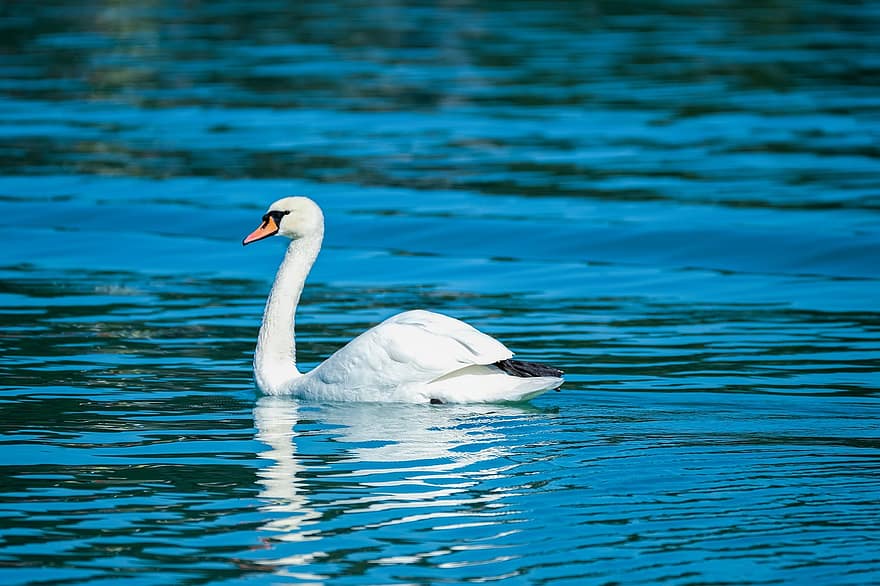 Swan, Water Bird, Lake, White Swan, Waterfowl, Feathers, Plumage, White Feathers, Long Neck, Ave, Avian