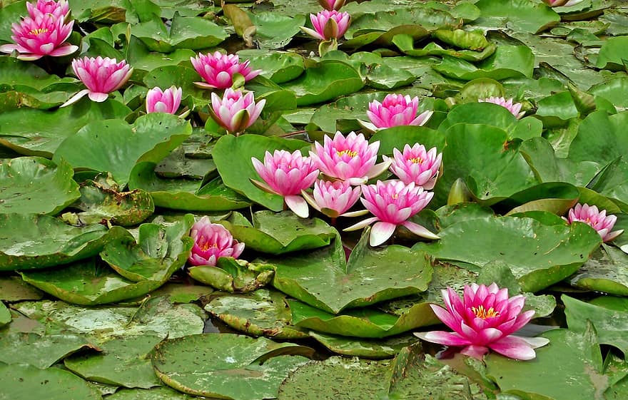 lili air, bunga-bunga, kolam, bantalan lily, bunga-bunga merah muda, tanaman air, flora, botani, tanaman, alam, mekar