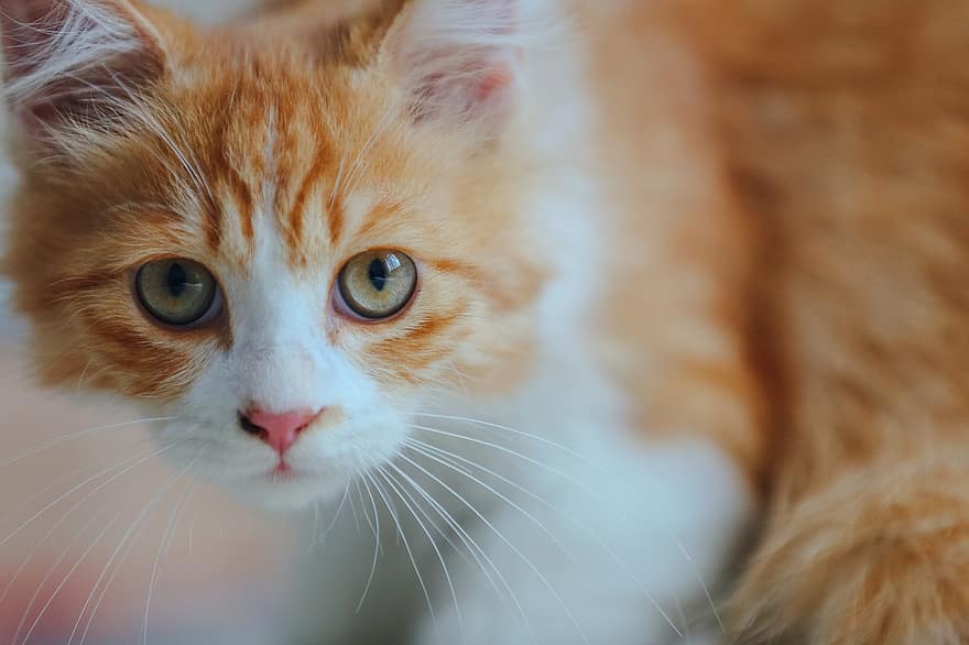 кошка, котенок, оранжевый кот, портрет, портрет кота, полосатый, оранжевый табби, полосатый кот, кошачий, домашнее животное, млекопитающее