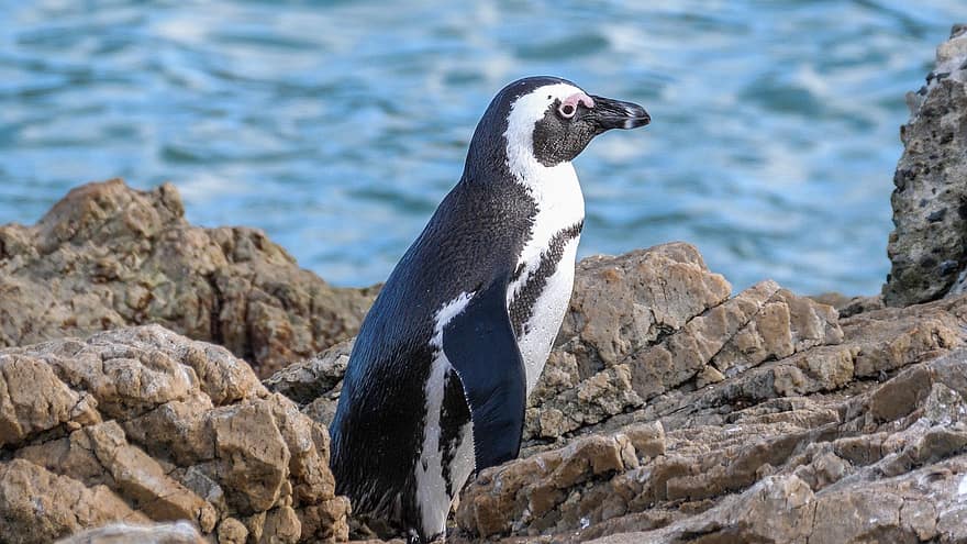 животно, птица, пингвин, африкански пингвин, нос пингвин, Южноафрикански пингвин, дивата природа, фауна, крайбрежие, плаж с камъни