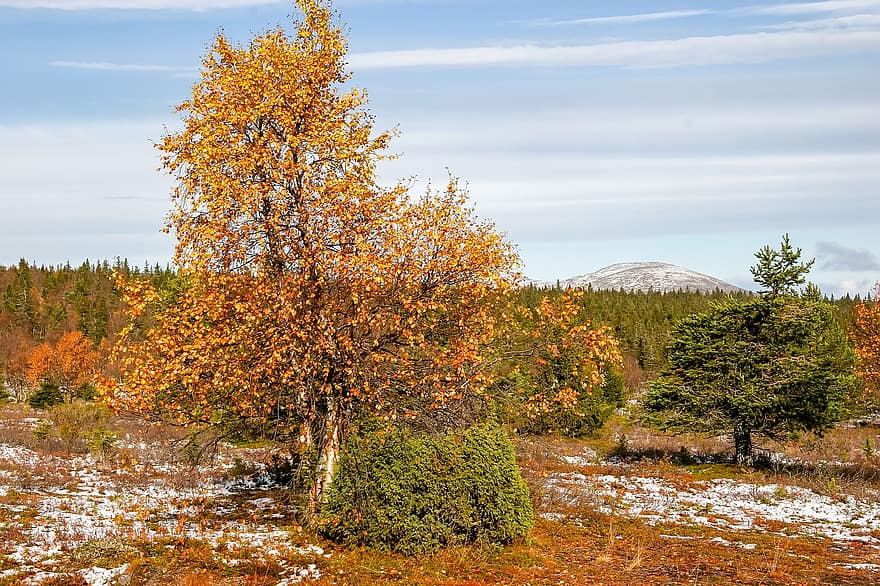 landskab, efterår, birk, fyrretræ, enebær, lapland, Finland, ødemark, natur, træ, gul