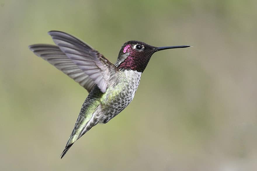 anna kolibri, flyg, kolibri, näbb, vingar, flygande fågel, ave, avian, ornitologi, fågelskådning, djur-