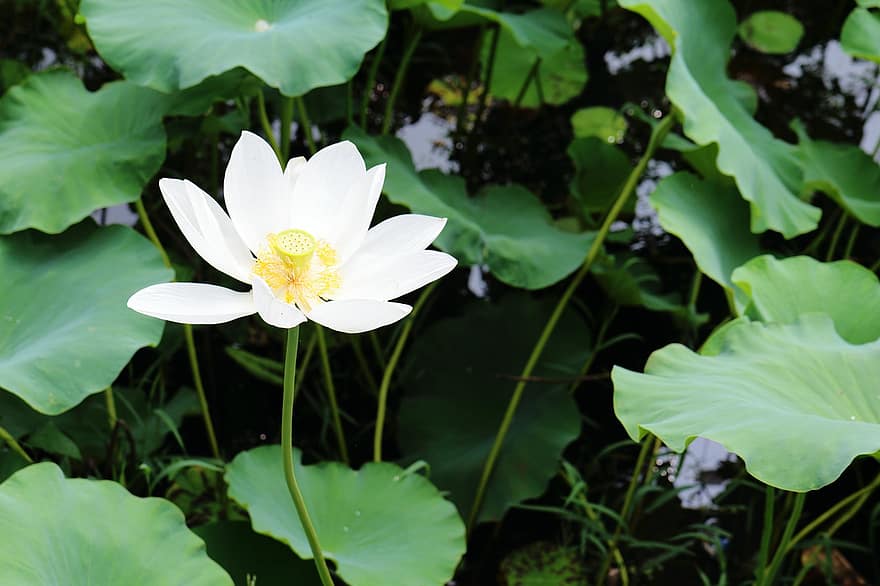 lotus, blomst, Lotus blomst, hvit blomst, lotusblader, petals, hvite kronblade, blomstre, akvatisk plante, flora