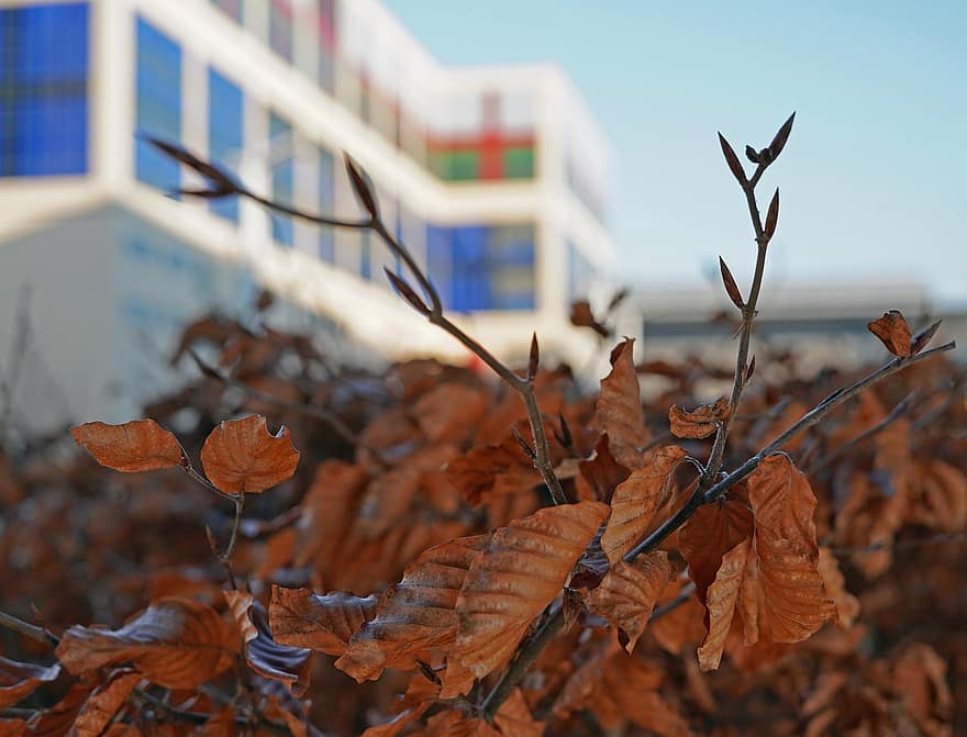 Leaves, Branches, Tree, Nature, Dry, Winter, Fall, Autumn, Building