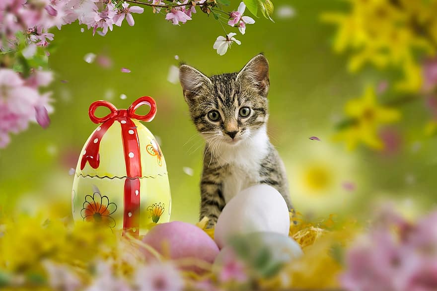 chat, chaton, œufs de Pâques, animal de compagnie, Pâques, printemps, fleurs, nid, jeune chat, animal, félin