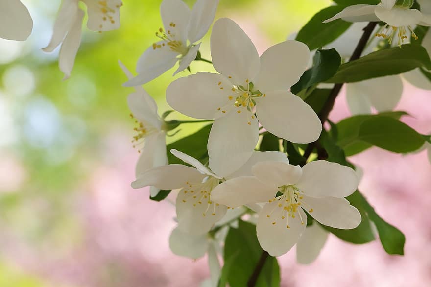 Spring, Flowers, Garden, Arabesque Flower, Apple Blossom, Growth, Botany, Macro, Plant, Petals, Bloom
