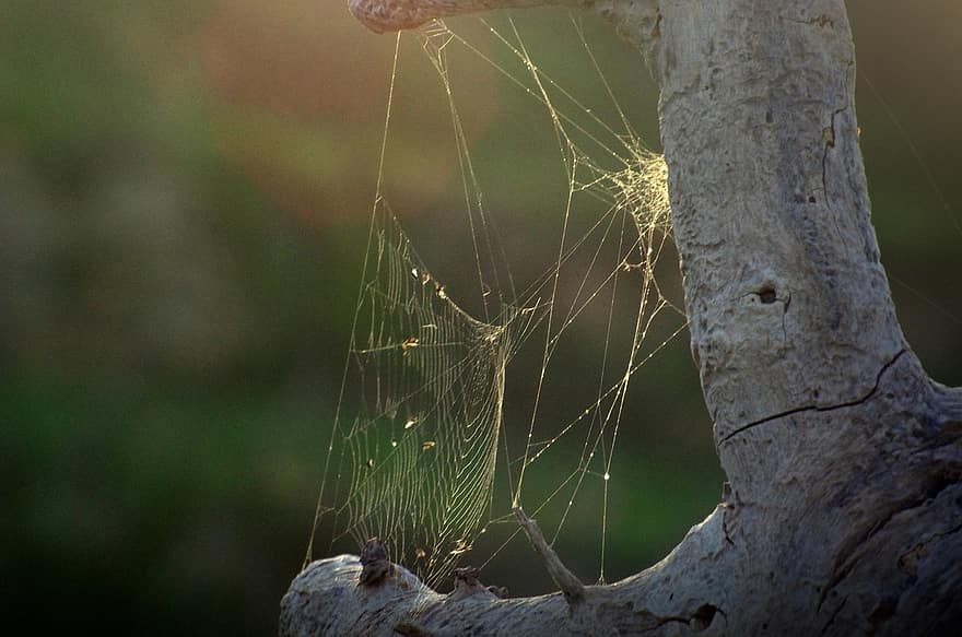 web, pavouk, pavoučí síť, past, světlo, zimní, pole, západ slunce, slunce, větev, detail