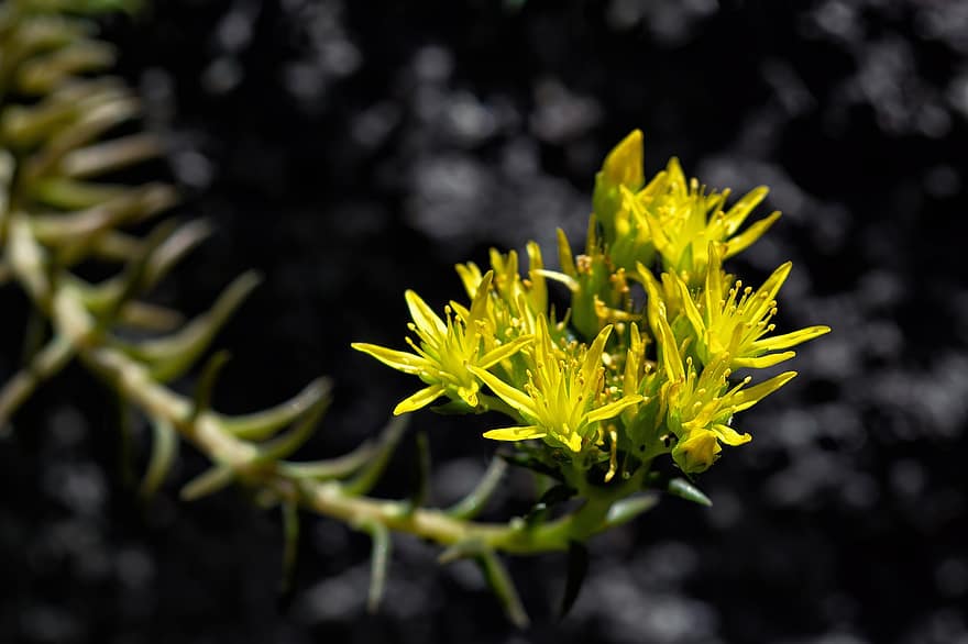 Yellow Flowers, Tasteless Stonecrop, Flowers, Sedum Sexangulare, Plant, Succulent, Stonecrop, Garden, Flora, Botany, close-up