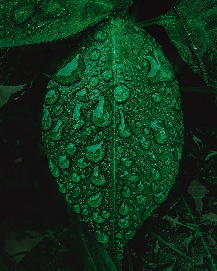 Rocío, gotas de lluvia, hoja, gotas de rocío, mojado, planta, naturaleza, verde, de cerca, papel pintado