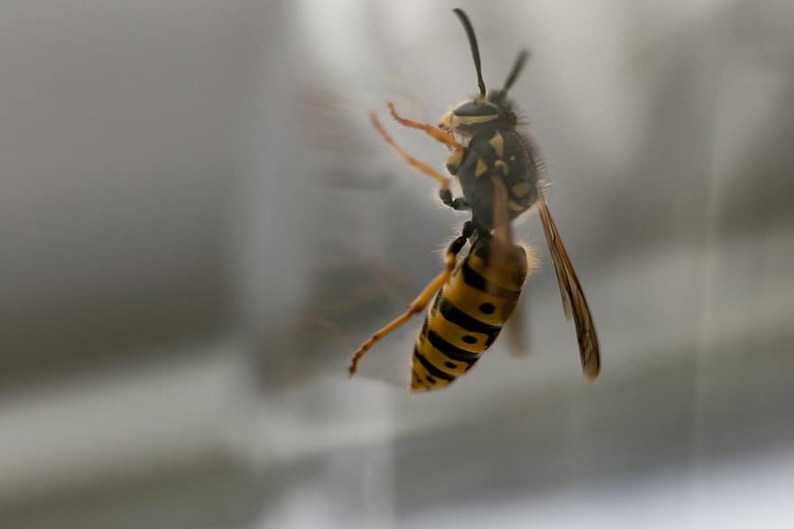 Wasp, Hornet, Insect, Bug, Wings, Glass, Window, Entomology