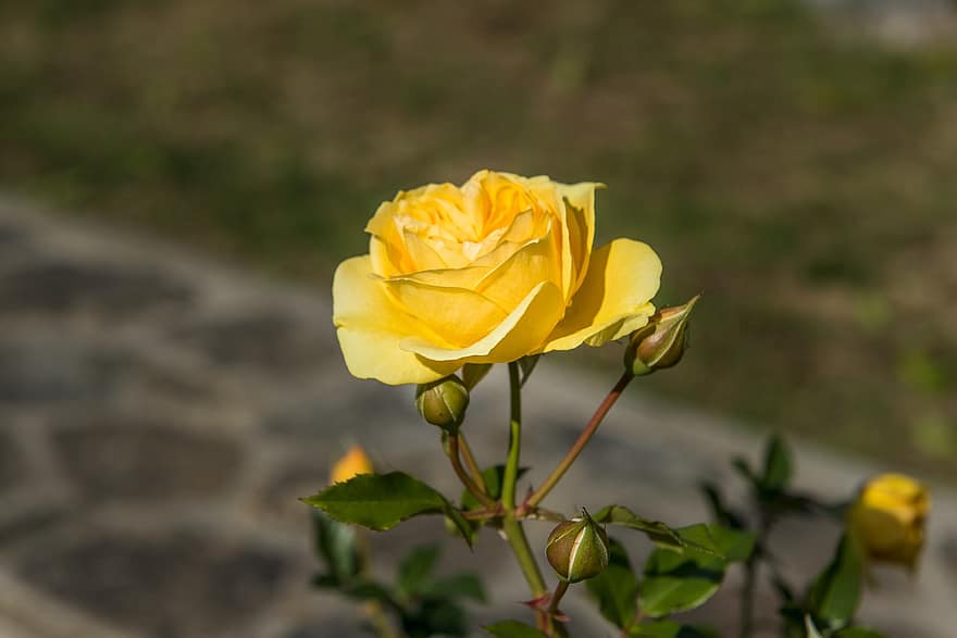 Rosa, flor, brotes, Rosa amarilla, flor amarilla, floración, planta ornamental, planta, flora, naturaleza, jardín