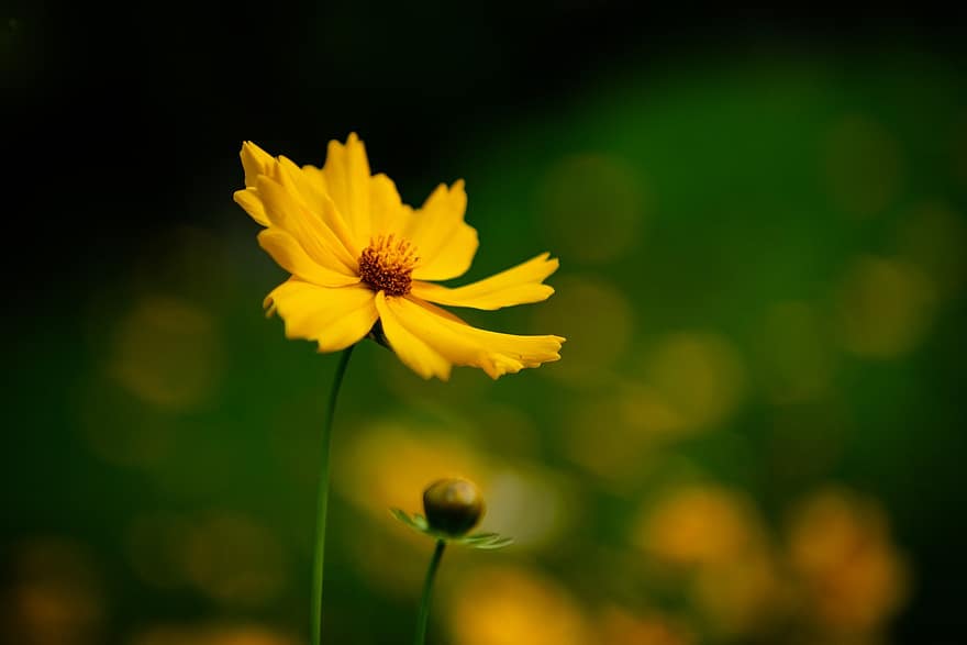 floare, floare galbenă, grădină, plantă, în aer liber, natură, vară, a închide, Culoarea verde, galben, primăvară