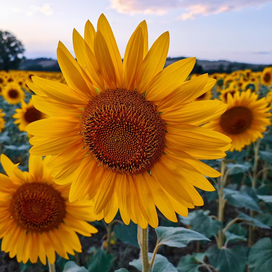 auringonkukka, kukka, kukinta, keltainen, auringonkukan kenttä, iltarusko, taivas, Toscana