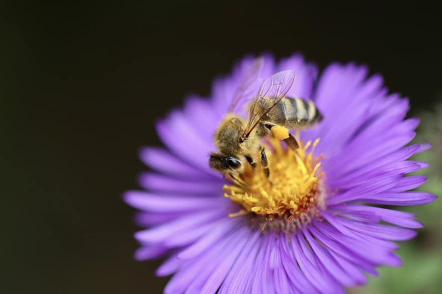 albina, albină, floare, insectă, macro, a închide, polenizare, polen, o singură floare, plantă, vară