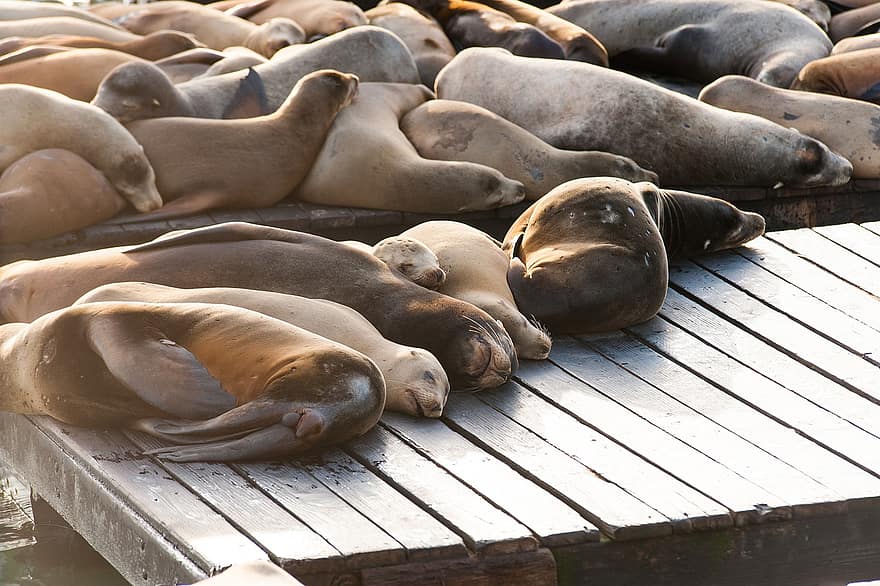 sư tử biển, con dấu, đê, bến tàu, đang ngủ, động vật, động vật có vú biển, động vật hoang dã, Pier 39, san francisco