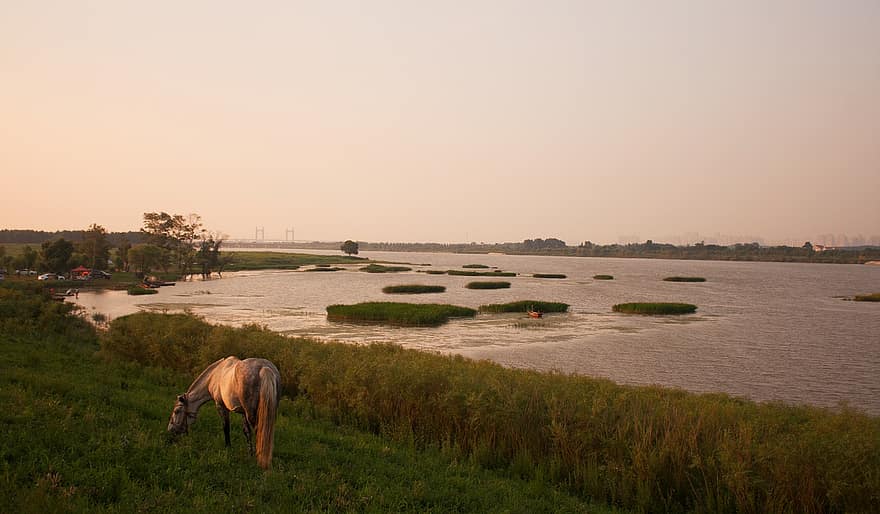 Pferd, See, Weide, weiden, Sonnenuntergang, Natur