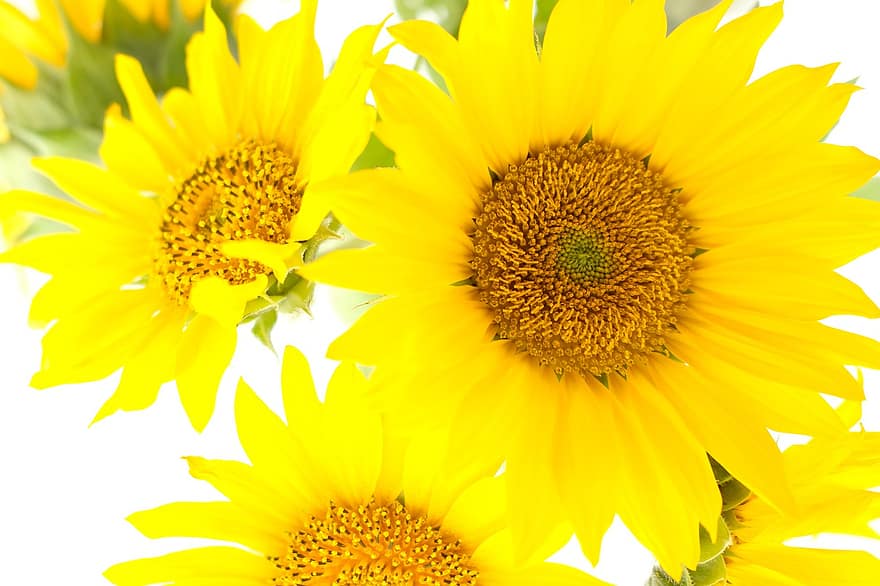 solsikker, blomster, blomstre, flor, gule blomster, kronblade, gule kronblade, flora, baggrund, tapet, floral baggrund
