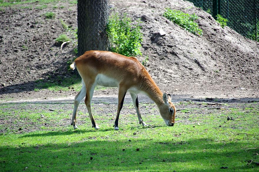 Serengeti Park Hodenhagen, luonnonpuisto, Serengetin, eläimet