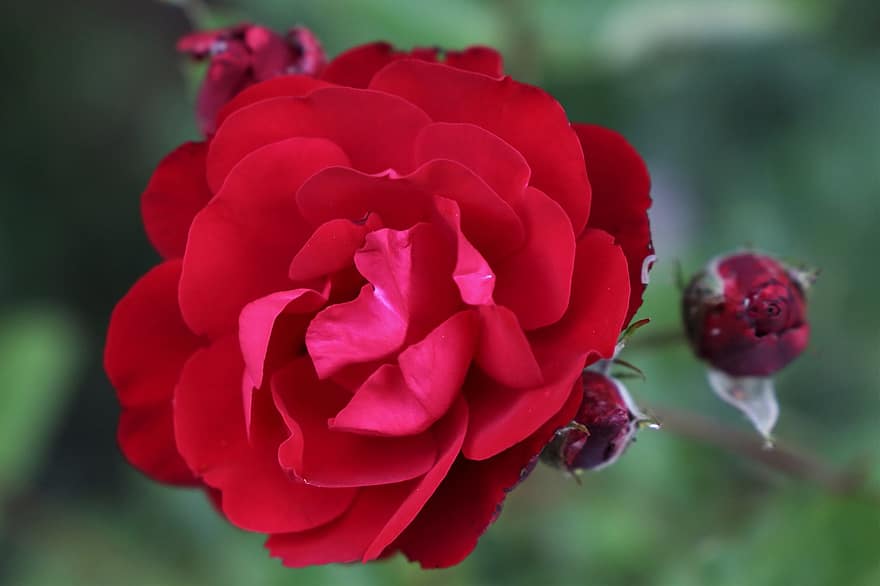 röd ros, Lilja Marlene, floribunda, blomning, knoppar, kronblad, färsk, växt, dekorativ, romantisk, natur