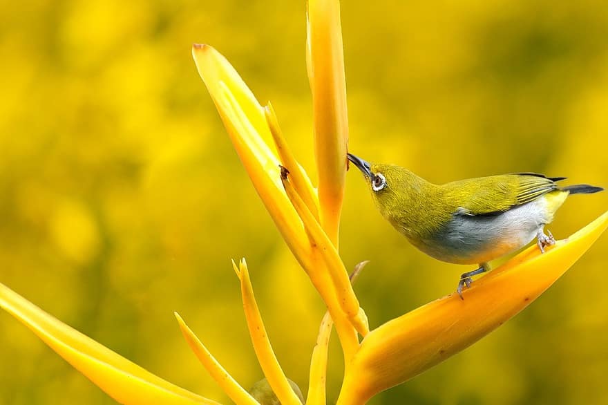 kuş, Bükülen Beyaz Göz, bahar, doğa, alan, çiçek, tozlaşma, ornitoloji, Türler, fauna, hayvan