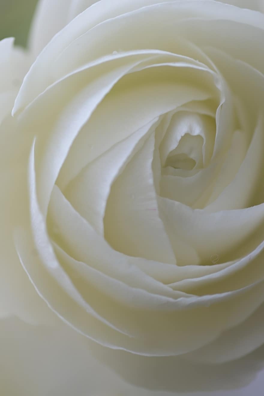 цветы, Роза, лепестки, букет, белый цветок, цветочная композиция, Флора