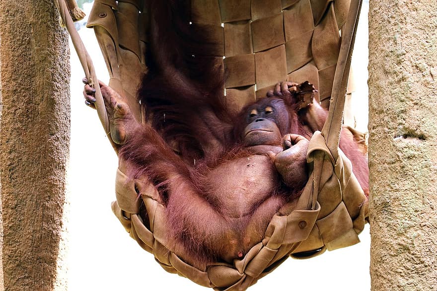 orangután, prímás, emberszabású majom, állat, pihenő, vadvilág, vadállat, természet, emlős