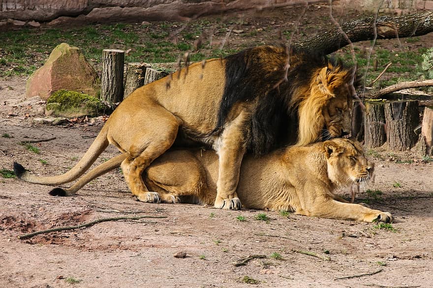 dzīvnieku pasauli, lauva, plēsējs, liels kaķis, savvaļas, mīlestība, dzemdības, pārī
