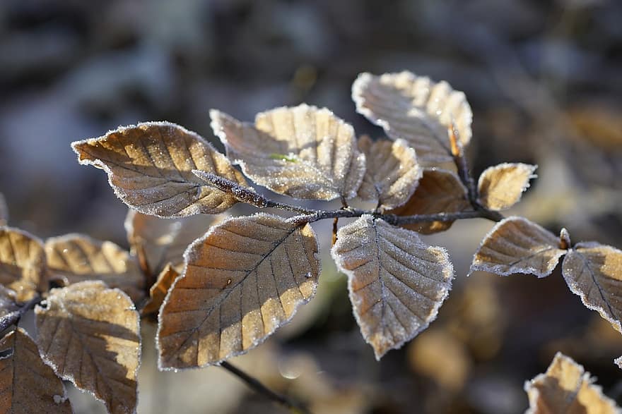 Frozen, Leaves, Beech, Winter, Cold, Nature