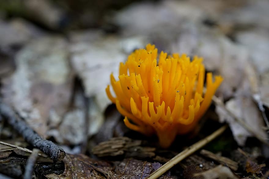 calocera viscosa, Žlutý Stagshorn, houby, Příroda, lesní podlaha